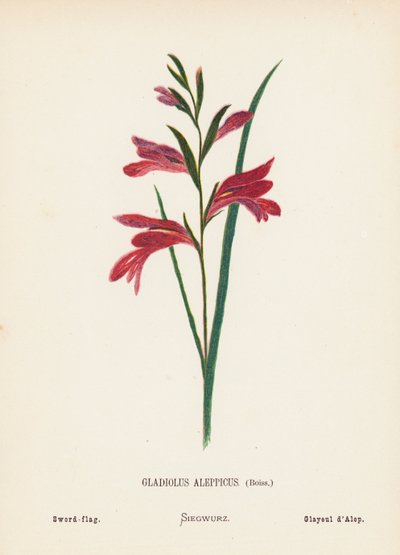 Fleurs sauvages de la Terre Sainte : Gladiolus Aleppicus, Boiss; Glaïeul - Hannah Zeller