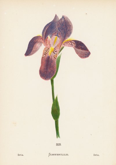 Fleurs sauvages de la Terre Sainte : Iris; Iris - Hannah Zeller