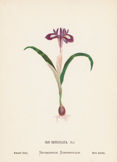 Fleurs sauvages de la Terre Sainte : Iris Reticulata, Iris nain - Hannah Zeller