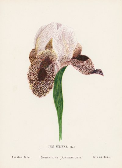 Fleurs sauvages de la Terre Sainte : Iris Susiana, Iris persan - Hannah Zeller