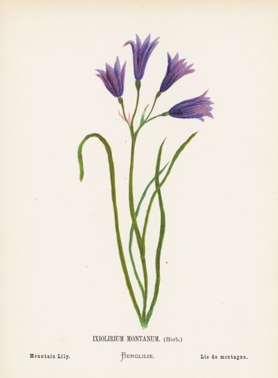 Fleurs sauvages de la Terre Sainte : Ixiolirium Montanum, Herbe; Lys des montagnes - Hannah Zeller