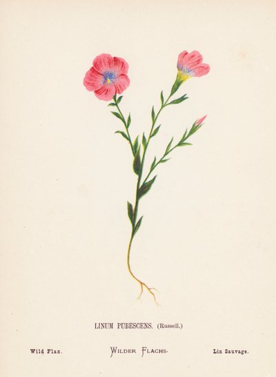 Fleurs sauvages de la Terre Sainte : Linum Pubescens, Russell ; Lin sauvage - Hannah Zeller