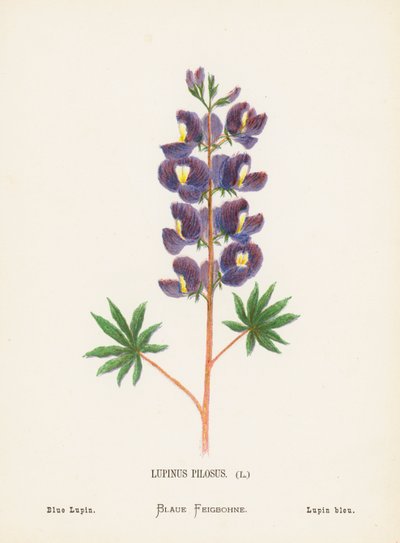 Fleurs sauvages de la Terre Sainte: Lupinus Pilosus; Lupin bleu - Hannah Zeller