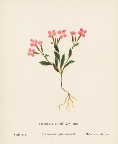 Fleurs sauvages de la Terre Sainte : Malcolmia Crenulata ; Malcolmia - Hannah Zeller