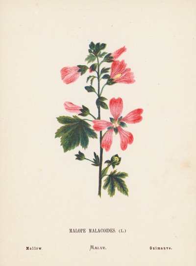 Fleurs sauvages de la Terre Sainte : Malope Malacoides ; Mauve - Hannah Zeller