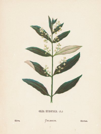Fleurs sauvages de la Terre Sainte : Olea Europaea ; Olive - Hannah Zeller