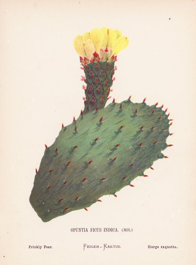 Fleurs sauvages de la Terre Sainte : Opuntia Ficus Indica, Mill; Figuier de Barbarie - Hannah Zeller