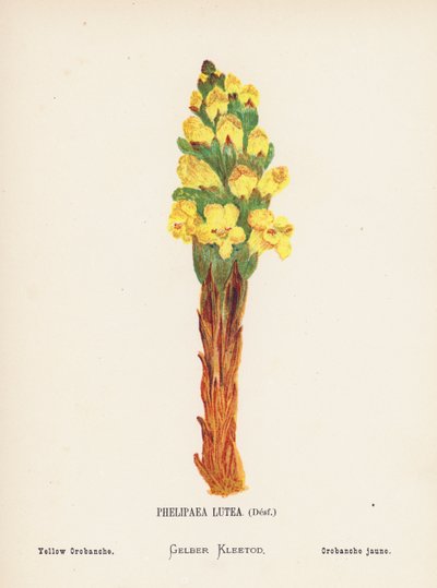 Fleurs sauvages de la Terre Sainte : Phelipaea Lutea, Desf ; Orobanche jaune - Hannah Zeller