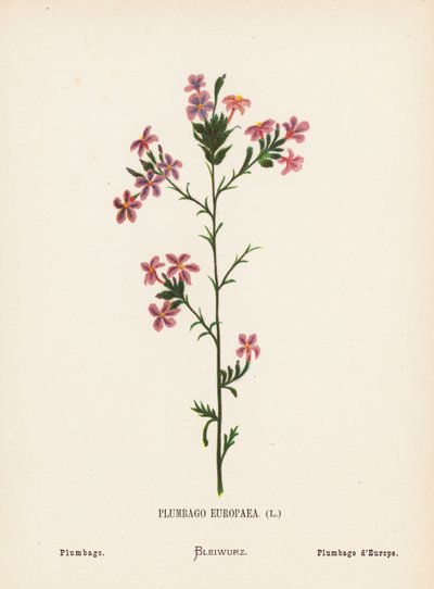 Fleurs sauvages de la Terre Sainte : Plumbago Europaea; Plumbago - Hannah Zeller