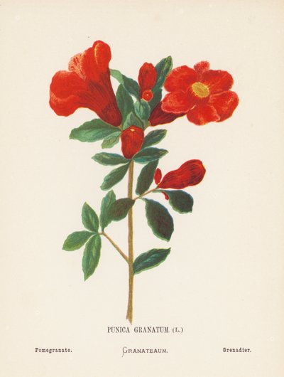 Fleurs sauvages de la Terre Sainte : Punica Granatum ; Grenade - Hannah Zeller