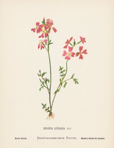 Fleurs sauvages de la Terre Sainte : Ricotia Lunaria, Stock de roche - Hannah Zeller