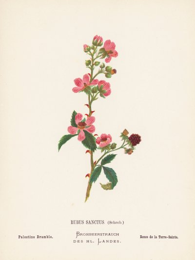 Fleurs sauvages de la Terre Sainte : Rubus Sanctus, Schreb ; Ronce de Palestine - Hannah Zeller