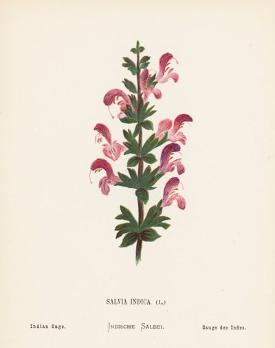 Fleurs sauvages de la Terre Sainte : Salvia Indica, Sauge indienne - Hannah Zeller