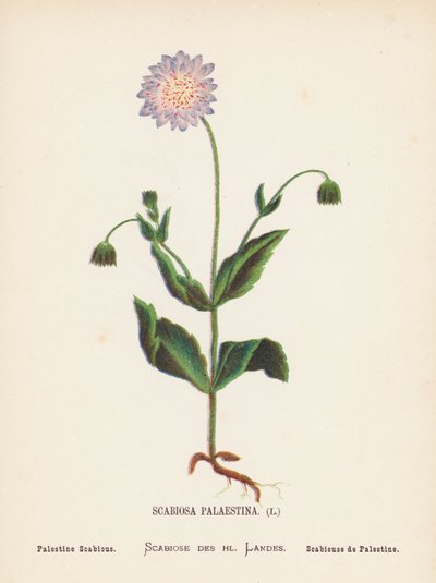 Fleurs Sauvages de la Terre Sainte : Scabiosa Palaestina ; Scabieuse de Palestine - Hannah Zeller
