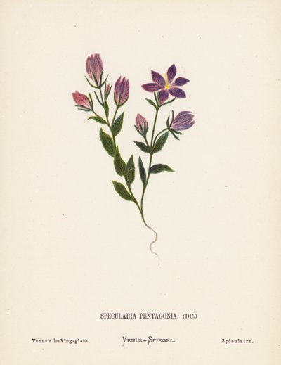 Fleurs sauvages de la Terre Sainte : Specularia Pentagonia; Miroir de Vénus - Hannah Zeller