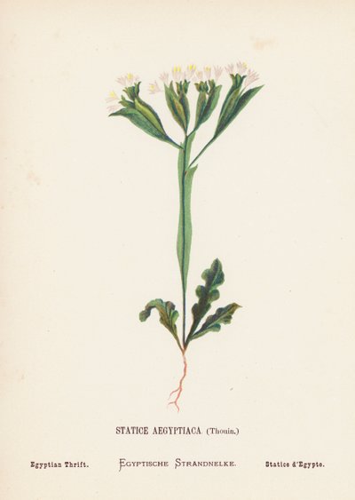Fleurs sauvages de la Terre Sainte : Statice Aegyptiaca, Thouin ; Statice égyptienne - Hannah Zeller