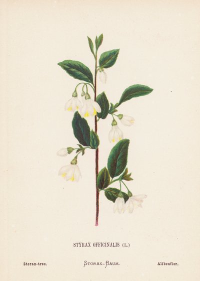 Fleurs sauvages de la Terre Sainte : Styrax Officinalis ; Storax - Hannah Zeller