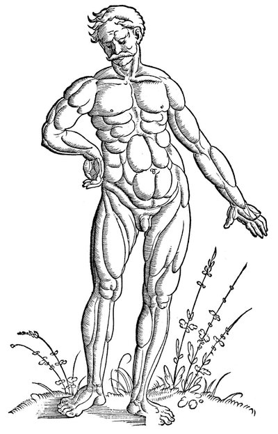 Baldung - Anatomie - Homme - Hans Baldung Grien