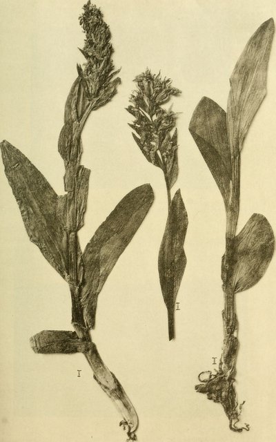 Annales du Musée royal d