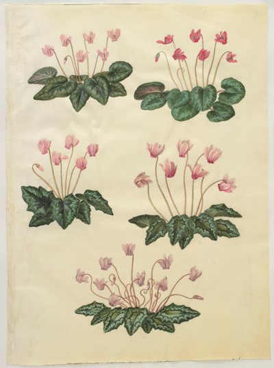 Cyclamen purprascens de l