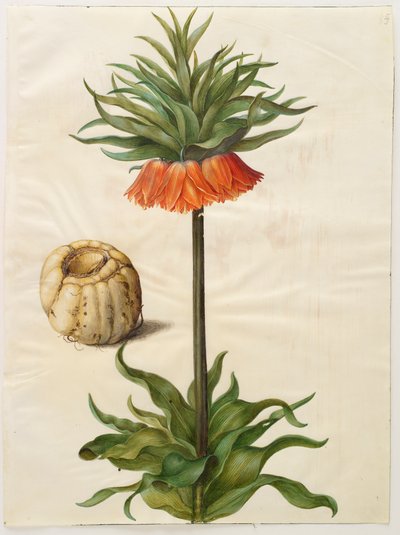 Fritilleria imperialis de l