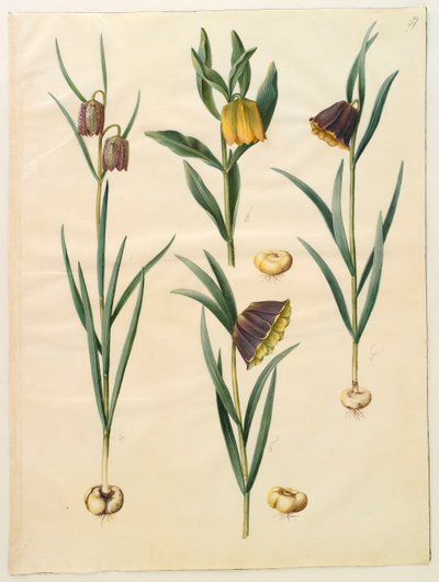 Fritilleria meleagris de l