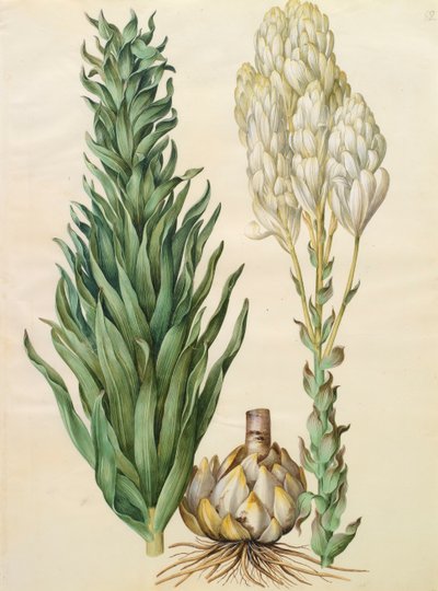 Lilium candidum monstrosum de l