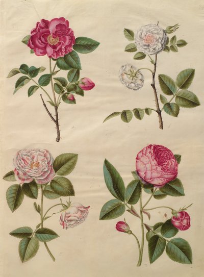Rosa gallica de l