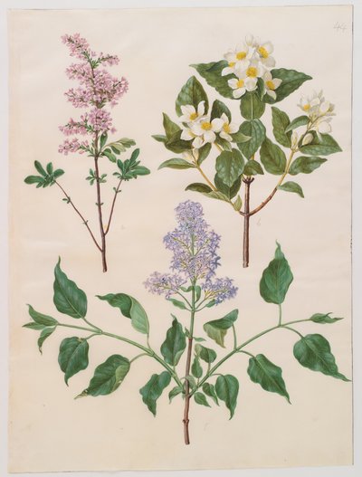 Syringa persica, philadelphus coronarius et syringa vulgaris de l