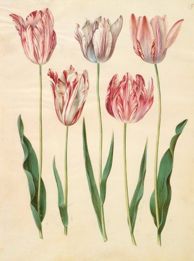 Tulipa gesneriana de l