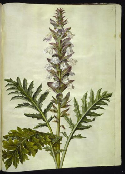 Acanthus hungaricus (acanthe de Hongrie) - Hans Simon Holtzbecker