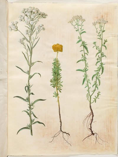 Achillea ptarmica (achillée sternutatoire); Achillea ageratum (achillée balsamite); Achillea millefolium (achillée millefeuille) - Hans Simon Holtzbecker
