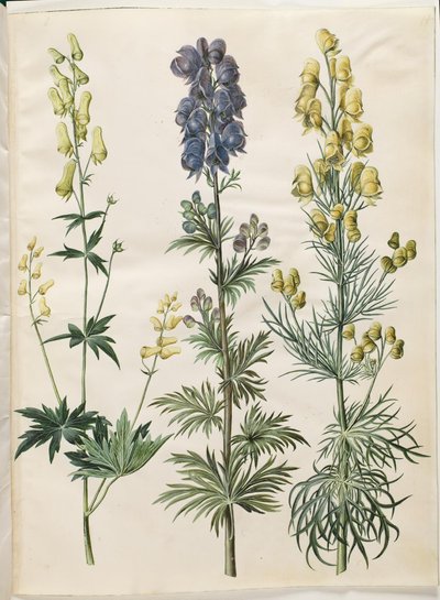 Aconitum lycoctonum (aconit du nord); Aconitum napellus (aconit napel); Aconitum anthora (aconit anthore) - Hans Simon Holtzbecker