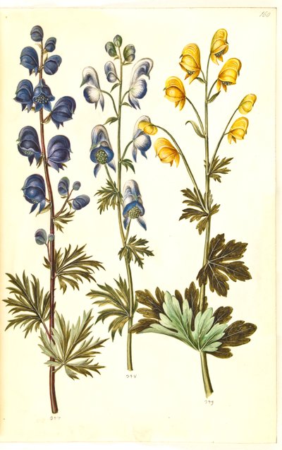 Aconitum napellus (?) (aconit); Aconitum variegatum, peut-être Aconitum ×cammarum (?) (aconit panaché, peut-être aconit de jardin); Aconitum anthora (aconit à feuilles fines) - Hans Simon Holtzbecker