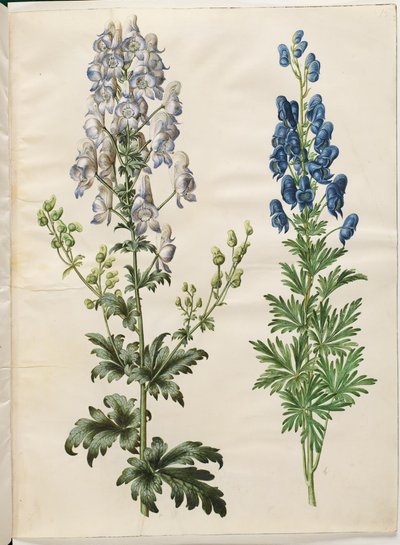 Aconitum variegatum (aconit panaché) ; Aconitum napellus (aconit napel) - Hans Simon Holtzbecker