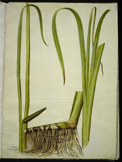 Acorus calamus (calamus commun) - Hans Simon Holtzbecker