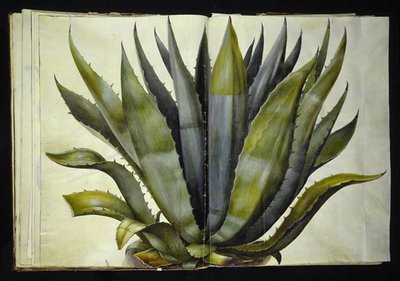 Agave américaine (agave commun) - Hans Simon Holtzbecker