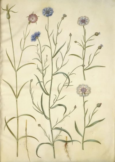 Agrostemma githago (clinopode commun); Centaurea cyanus (bleuet) - Hans Simon Holtzbecker