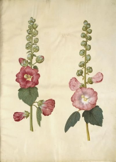 Alcea rosea (rose trémière) - Hans Simon Holtzbecker