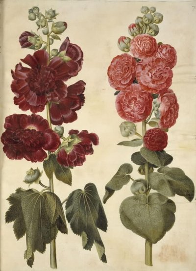 Alcea rosea (rose trémière) - Hans Simon Holtzbecker
