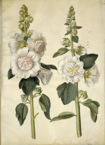 Rose trémière - Hans Simon Holtzbecker