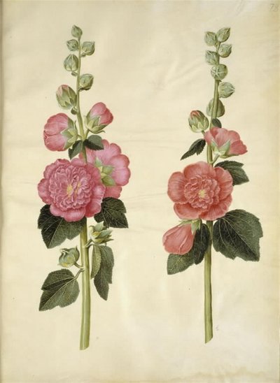 Alcea rosea - Hans Simon Holtzbecker