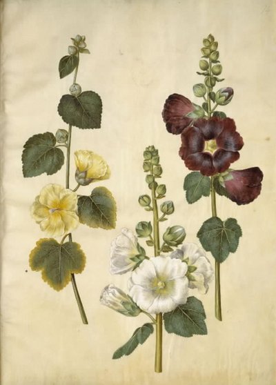 Alcea rosea (rose trémière) - Hans Simon Holtzbecker