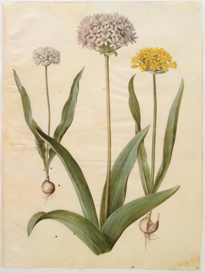 Allium moly (ail doré); Allium nigrum (ail noir) - Hans Simon Holtzbecker