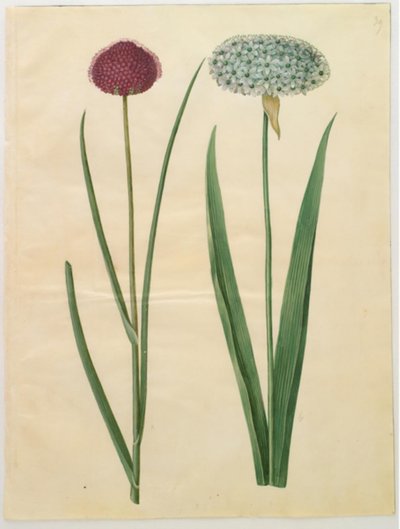 Allium sphaerocephalon (ail ornemental méditerranéen); Allium nigrum (ail noir) - Hans Simon Holtzbecker