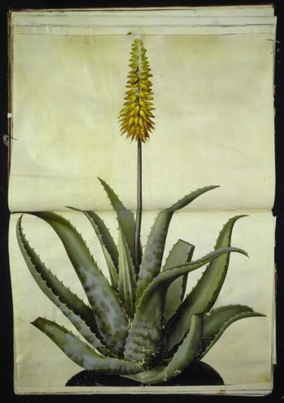 Aloe vera (aloès médicinal) - Hans Simon Holtzbecker
