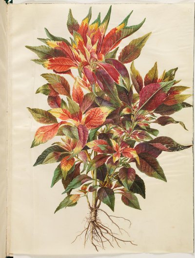 Amarante tricolore - Hans Simon Holtzbecker