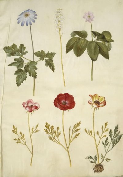 Anémone apennine (Anemone apennina); Tiarella cordifolia (tiarella cordifolia); Anémone trifolia (anémone trifolia); Renoncule d