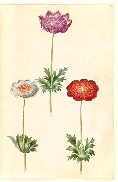 Anémone couronnée - Hans Simon Holtzbecker