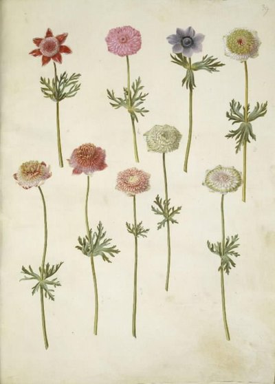 Anémone coronaria (anémone de France) - Hans Simon Holtzbecker